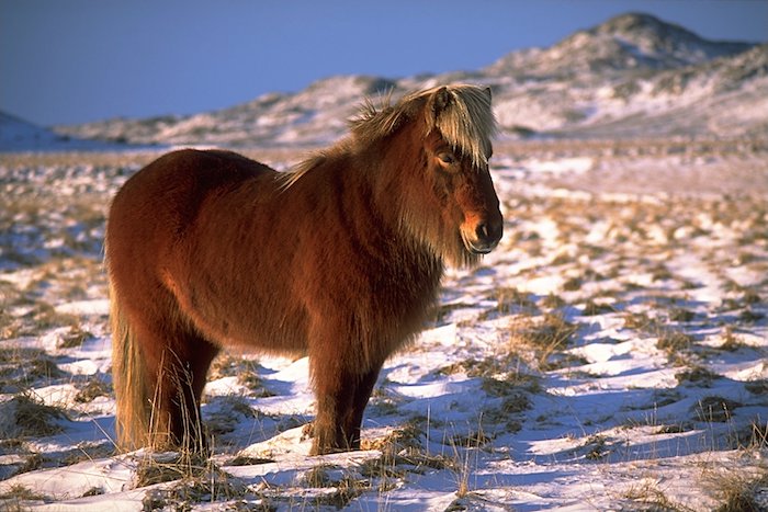 Icelandic horse in snow